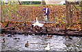 Feeding geese and ducks, Grand Union Canal near Sydenham estate