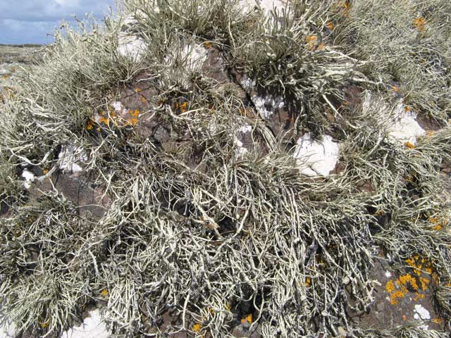 Lichens on boulder