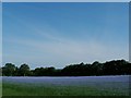 Linseed Crop near Kingsfold