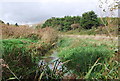 Stream in the Pebsham Conservation Area