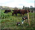 Electrically constrained cattle at Derculich