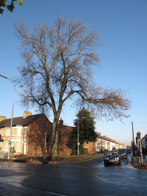 The Ash and the Holly in Cranbrook Avenue