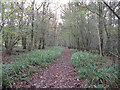 Path north through Lackenhurst Furzefield