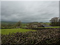 Manicured hedge and Newfield Barn