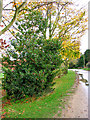 Holly tree with red berries growing beside Hall Road