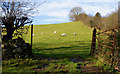 Sheep and field, Saintfield