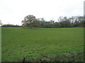 Autumnal tree as seen from Havant Road