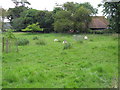 Small field between footpath and Felderland Lane