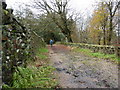 Muddy bridleway through Heys Lane Plantation