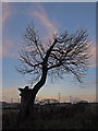 Silhouetted Tree, Gleniffer Braes