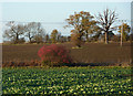 Farmland with scattered trees