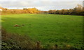 ST3789 : Langstone field by Jaggery