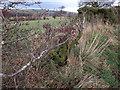 Hawthorn Bushes, near Spunkie Cottage