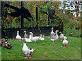 Geese (and friends) by Dallow Lock, Burton-upon-Trent