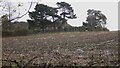 Hogspudding Farm House near Baynards