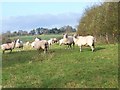 Sheep near Barrow Street