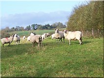 ST8431 : Sheep near Barrow Street by Maigheach-gheal