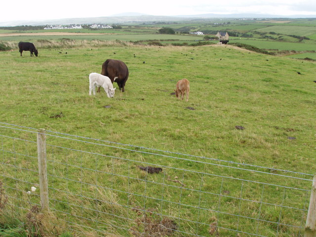 Fields and cattle near Giant's Causeway