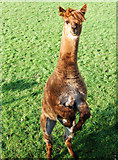 SP2566 : An alpaca doing a kangaroo impression, Hatton by Andy F