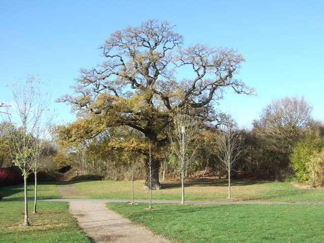 Old Oak Tree, Towcester