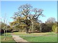 Old Oak Tree, Towcester