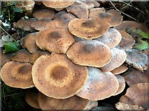 SE3315 : Honey Fungus or Bootlace Fungus by John Fielding