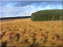 NY7695 : Moorland and forest's edge above Emblehope by Andrew Smith