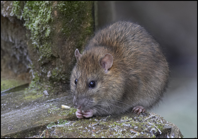 Footbridge Wildlife (1), Brown Rat © Cameraman cc-by-sa/2.0 :: Geograph ...