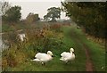 Swans by the canal