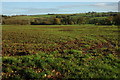 Arable land at Burston