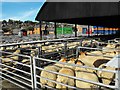 Welshpool livestock market