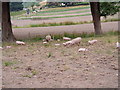 Pigs at Abbey Farm