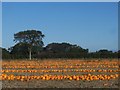 A colourful crop of pumpkins