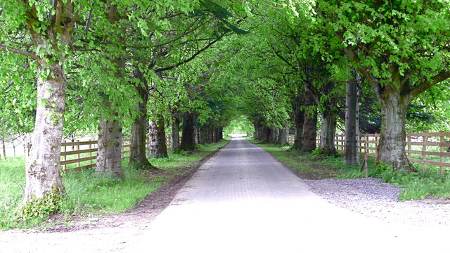 Avenue of lime trees  to   Whitehouse of Dunira, Perthshire