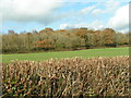 The edge of Ashclyst Forest