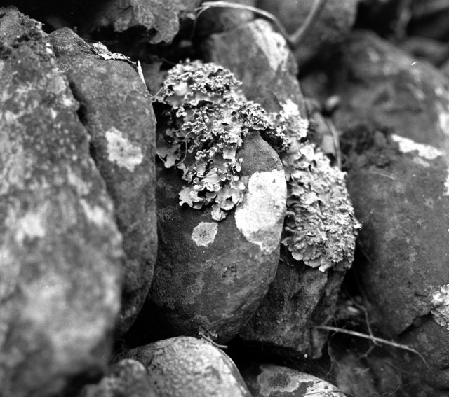 Lichen growth on a wall near Helford