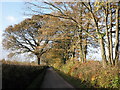 Autumnal trees, near Lower Burrowton