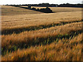 Barley, Hambledon