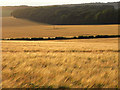 Barley, Hambledon