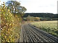 The Gallops at Aldbury