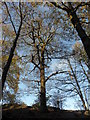 Woodlands along the Ballybay River at Milltown