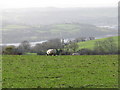 View of the Teign estuary from above Bishopsteignton