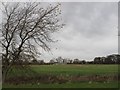 Tree, drain and field