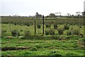 Damp Grassland