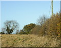 2009 : Field left fallow at Charity Lane crossroads