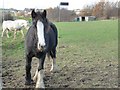 Curious horse