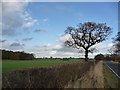 Roadside tree, Park Lane