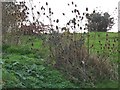 A large clump of teasels