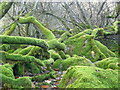 Mossy woods in Strath Carnaig