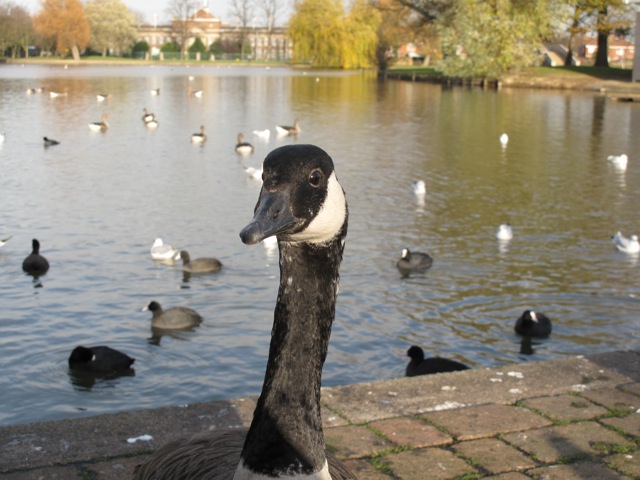 Canada Goose next to the boating lake in East Park